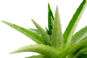 Benefits of aloe vera for skin and hair